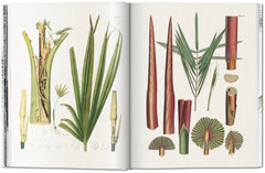 The Book of Palms